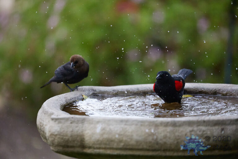Brown-headed Cowbird and Red-Winged Blackbird