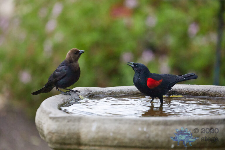 Brown-headed Cowbird and Red-Winged Blackbird