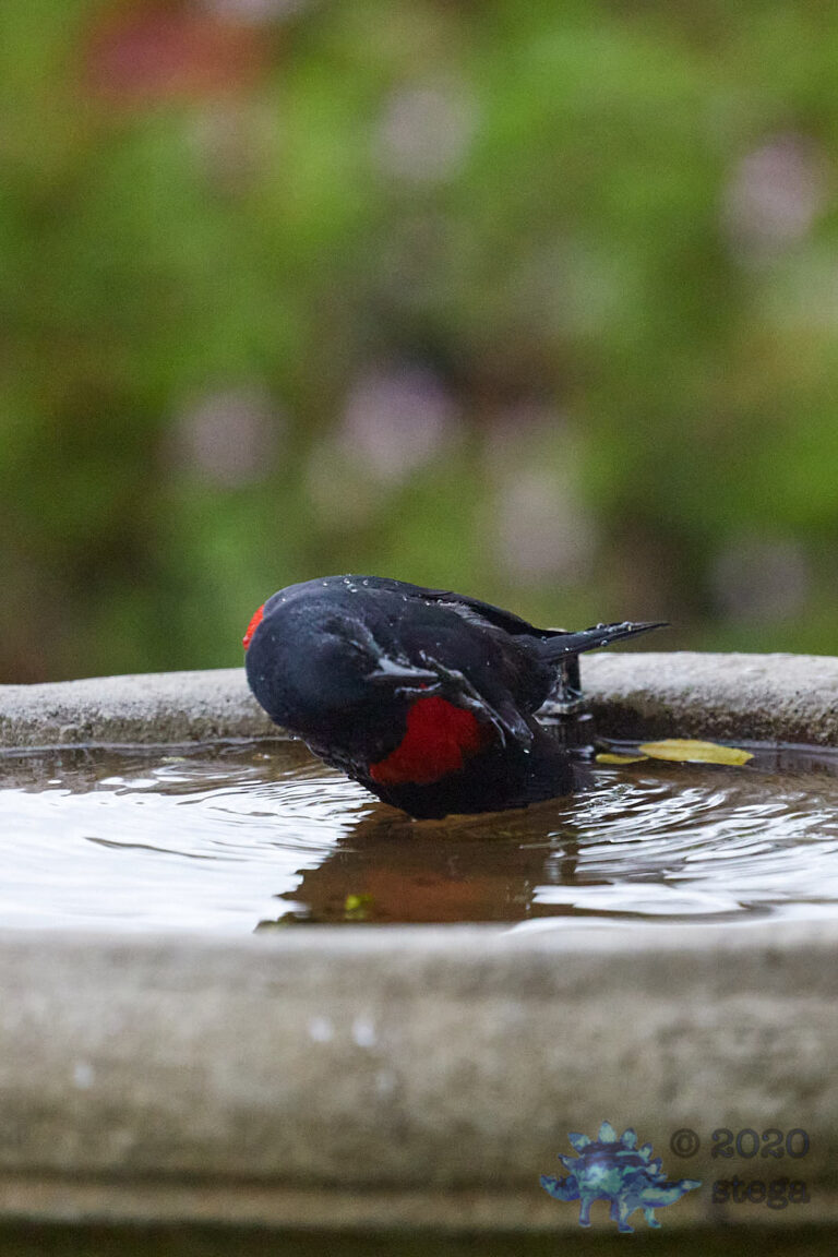 Red-winged Blackbird