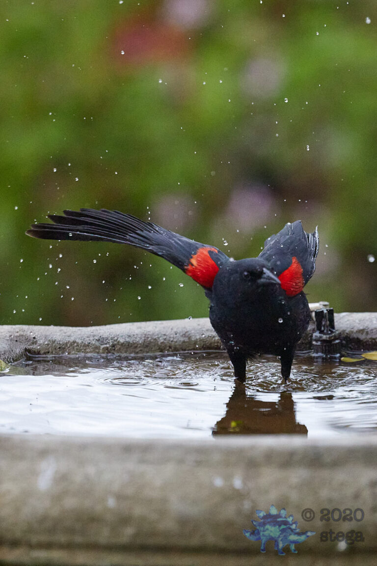 Red-winged Blackbird