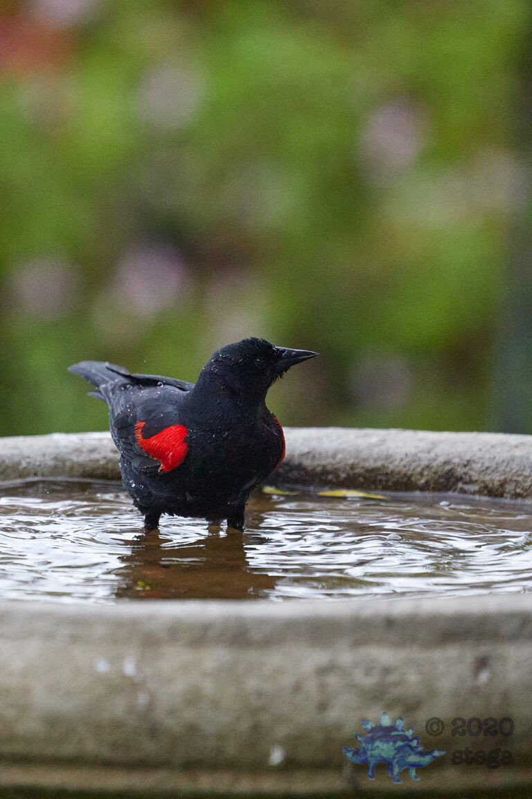 Red-winged Blackbird