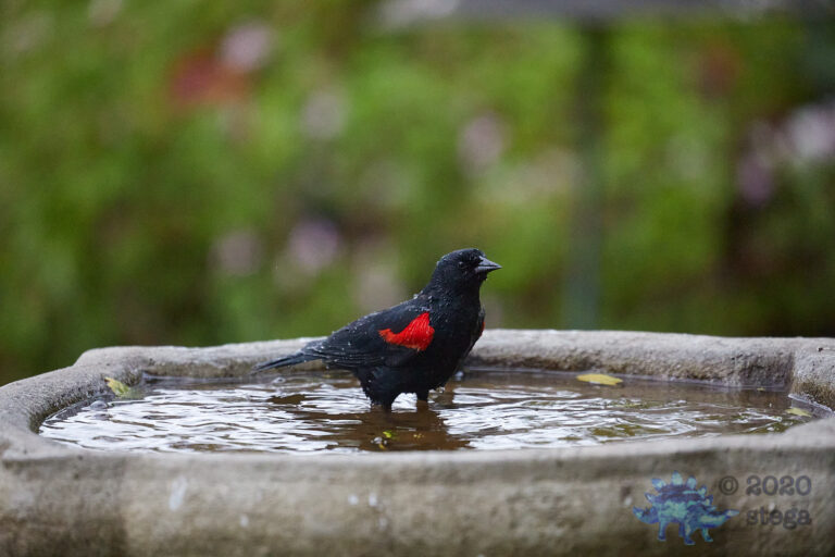 Red-winged Blackbird