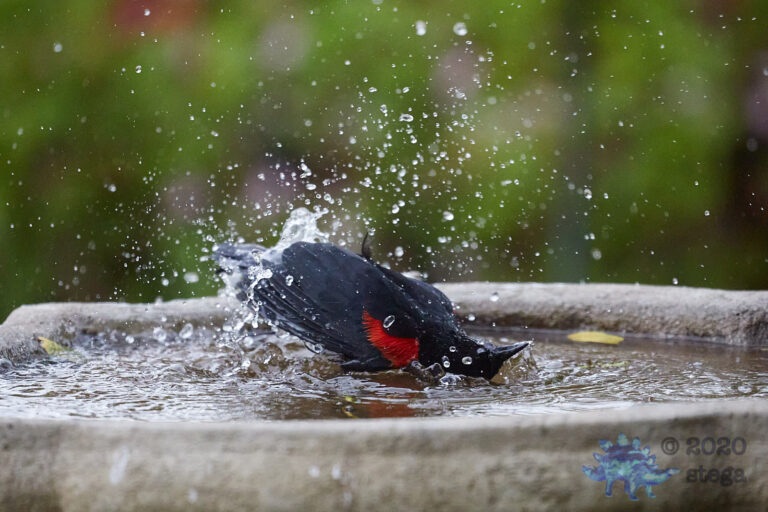 Red-winged Blackbird
