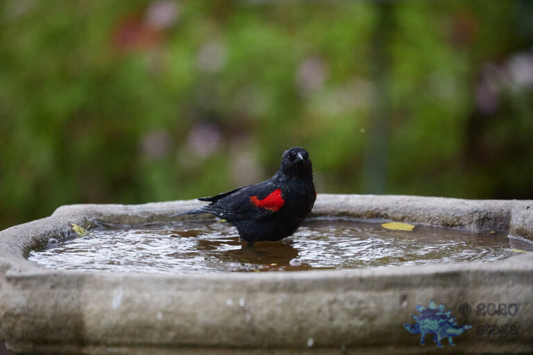 Red-winged Blackbird