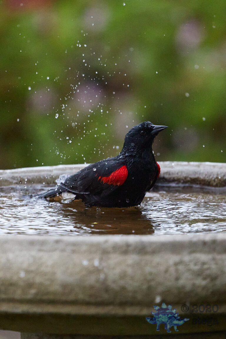 Red-winged Blackbird