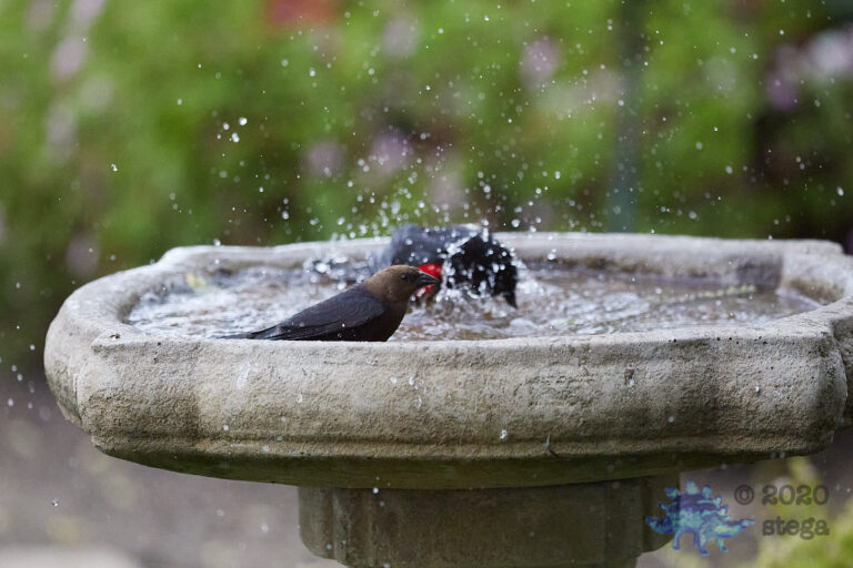 Brown-headed Cowbird