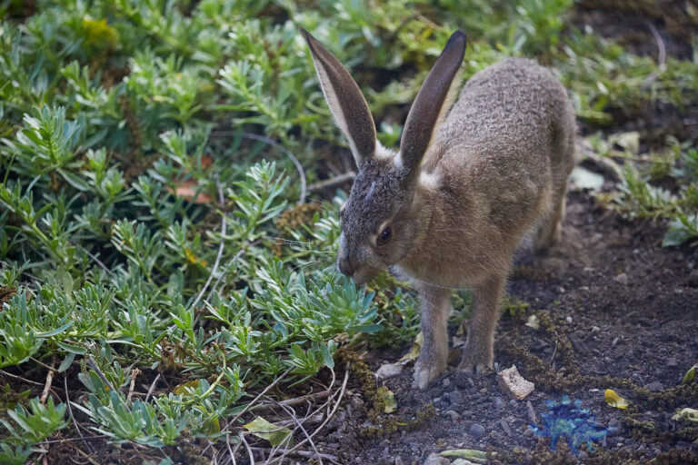 Wild Hare