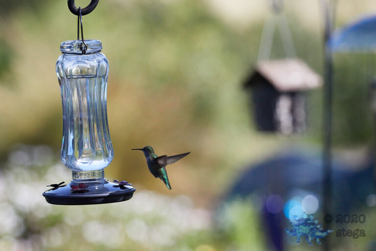 Anna’s Hummingbird