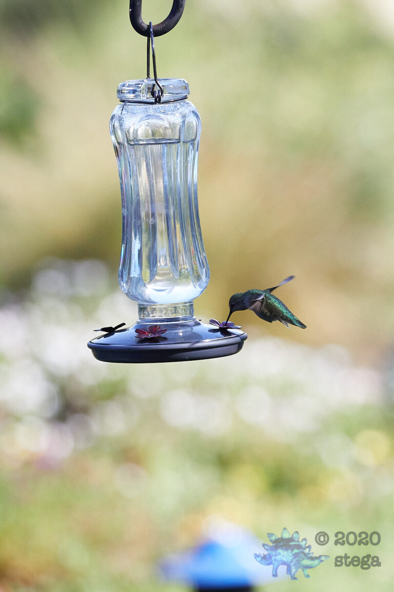Anna’s Hummingbird