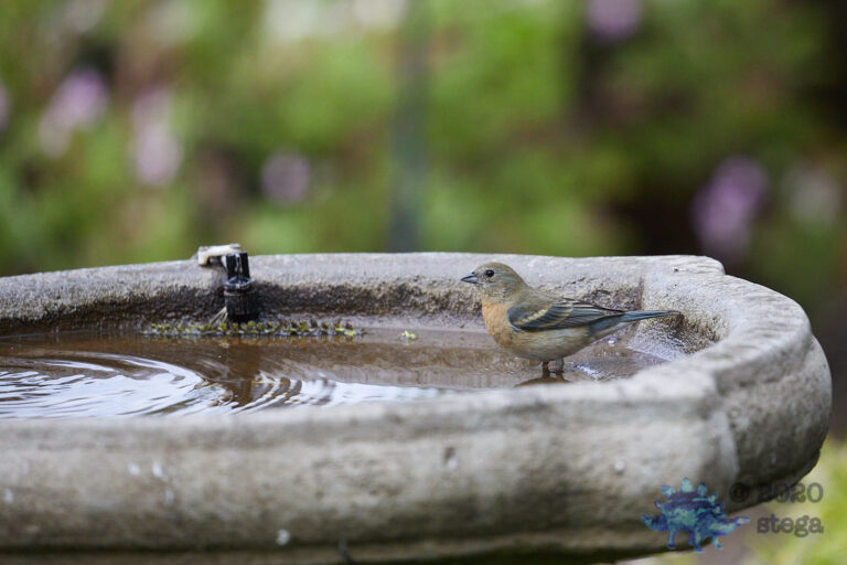 Lazuli Bunting