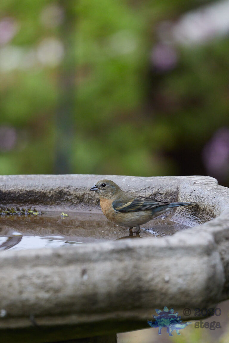 Lazuli Bunting