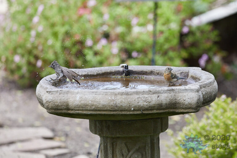 Titmouse and Bunting