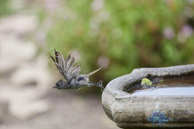 Oak Titmouse