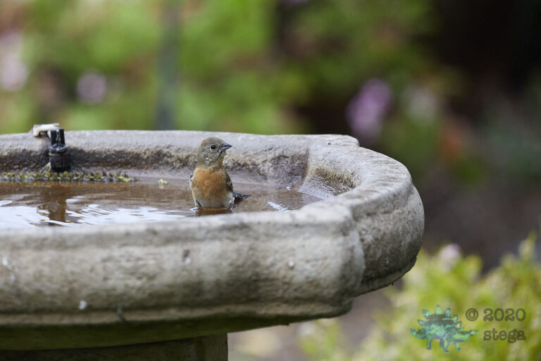 Lazuli Bunting