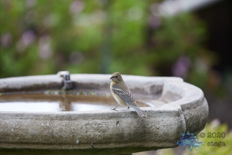 Lazuli Bunting
