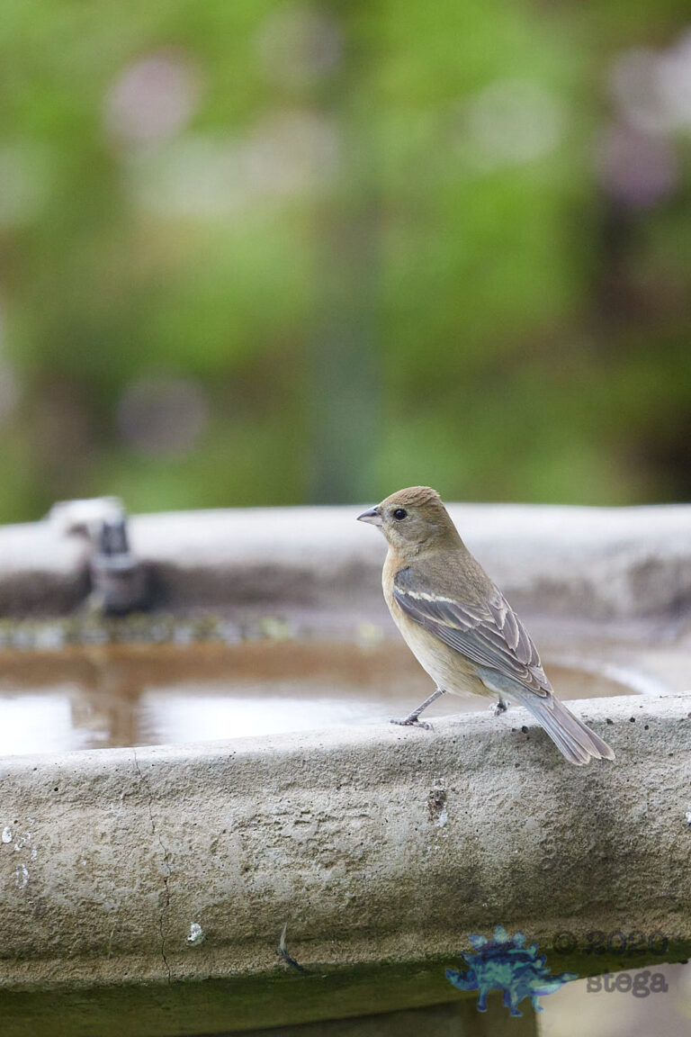 Lazuli Bunting