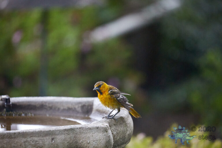 Bullock’s Oriole