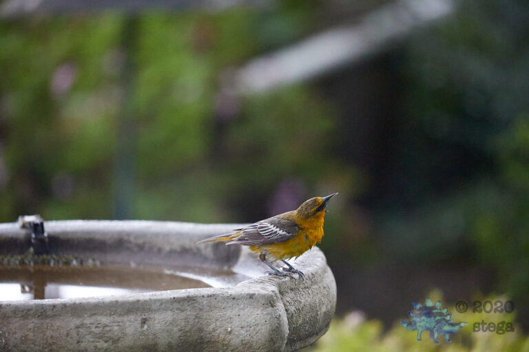 Bullock’s Oriole