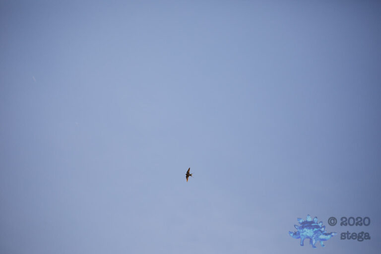 Barn Swallow