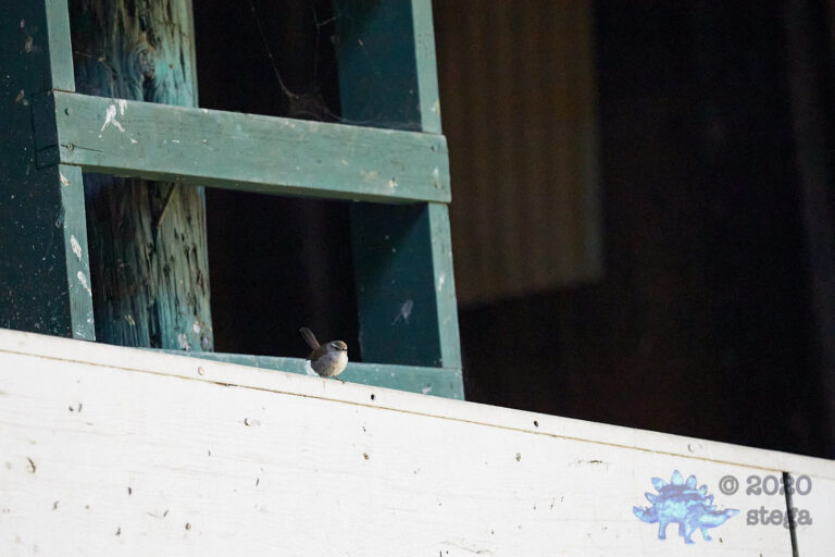 Bewick’s Wren