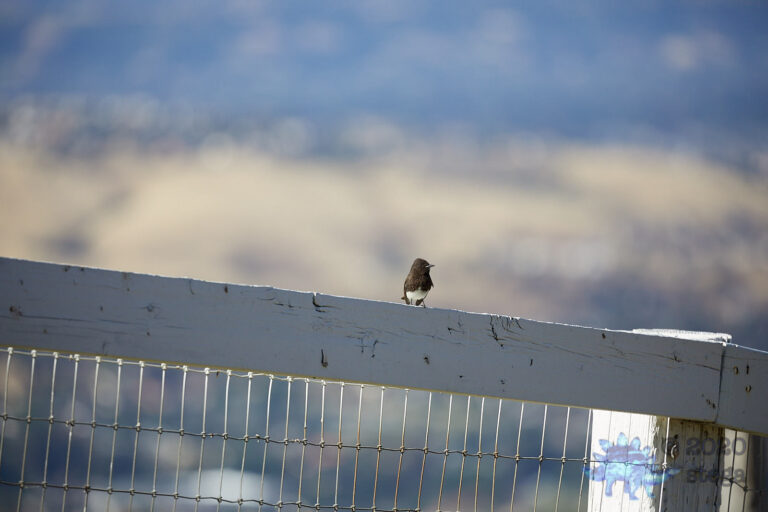 Black Phoebe