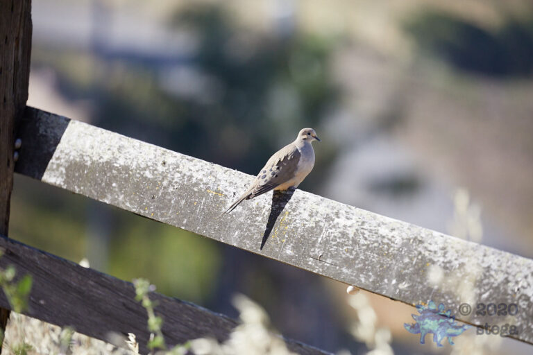 Mourning Dove