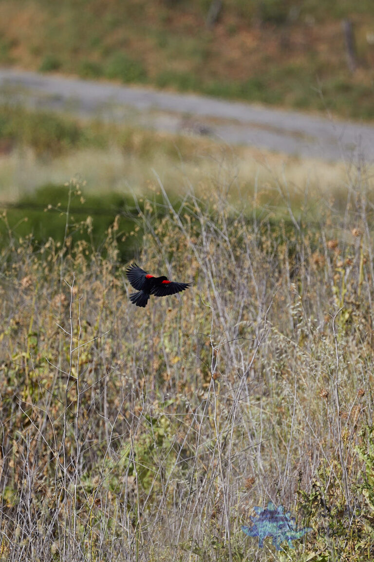 Red-winged Blackbird