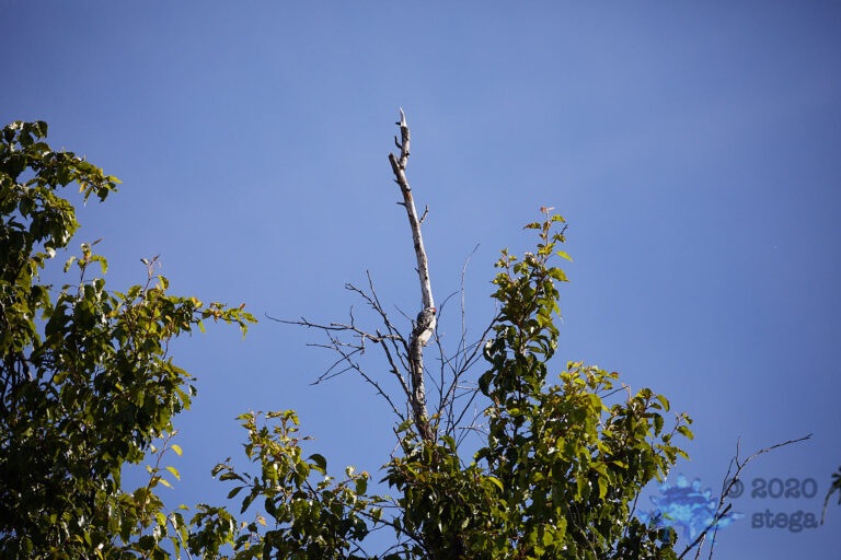 Woodpecker