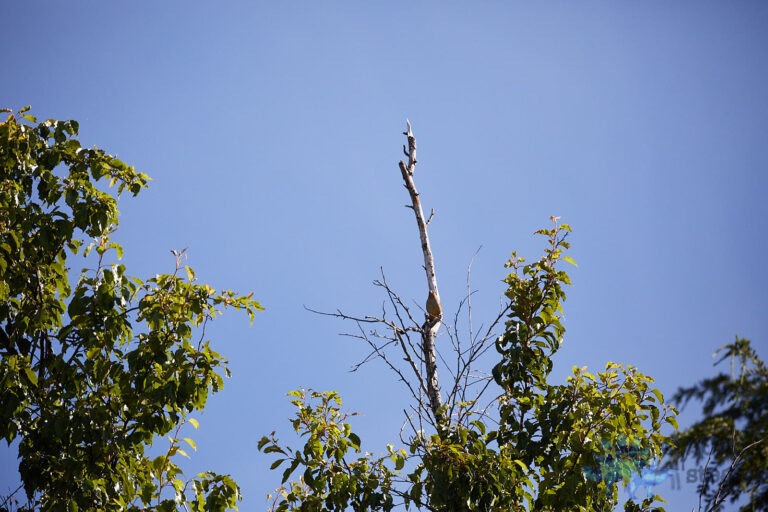 California Towhee:  can you spot it?