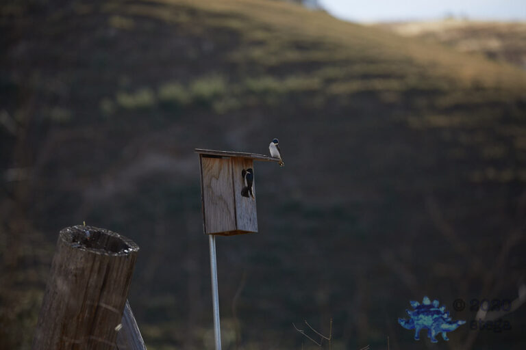 Tree Swallow