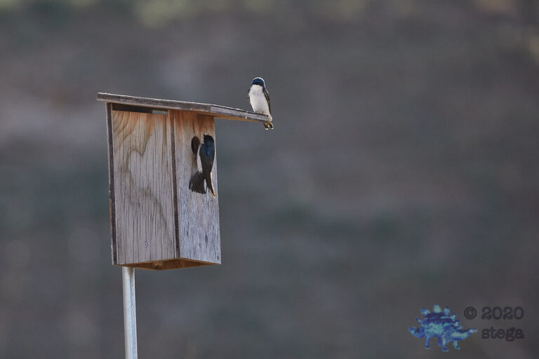 Tree Swallows