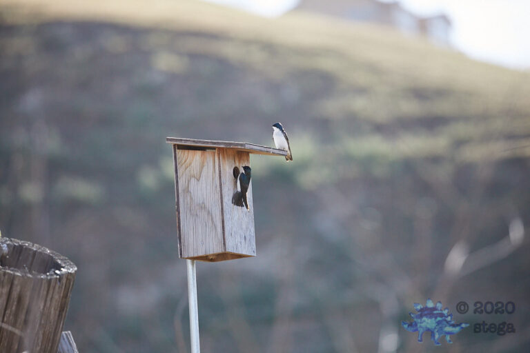 Tree Swallows
