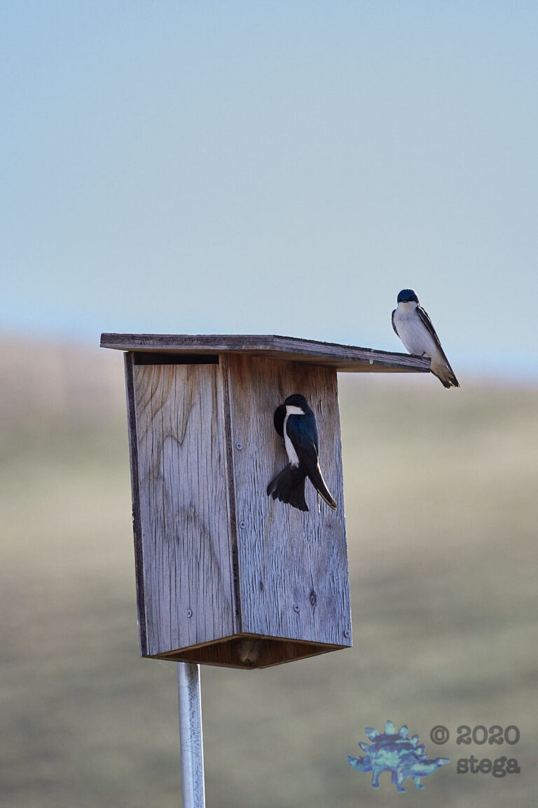 Tree Swallows