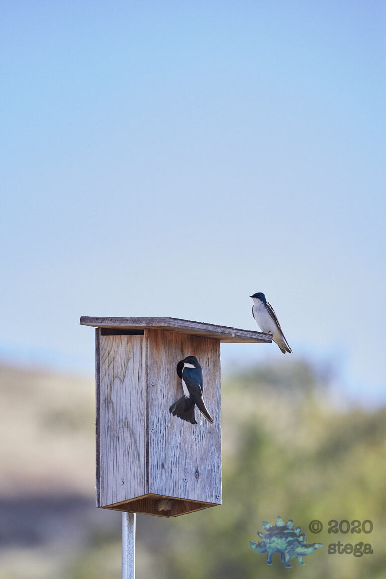 Tree Swallows