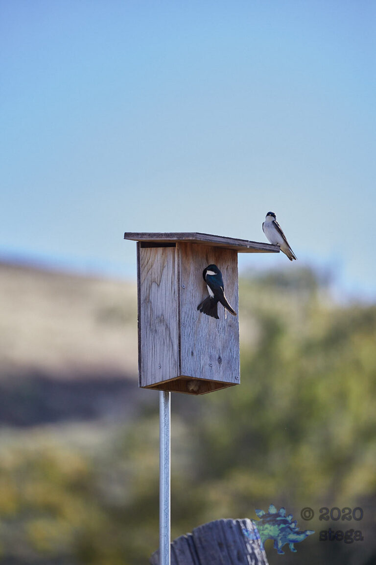 Tree Swallows