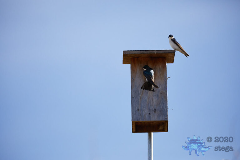 Tree Swallows