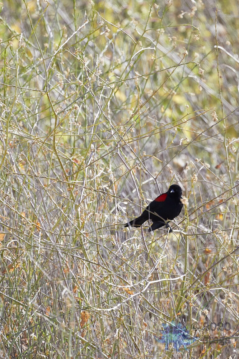 Red-winged Blackbird