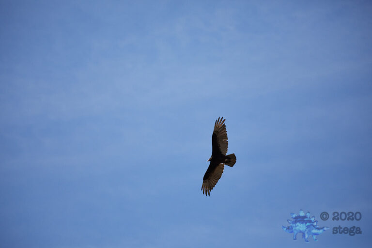 Turkey Vulture