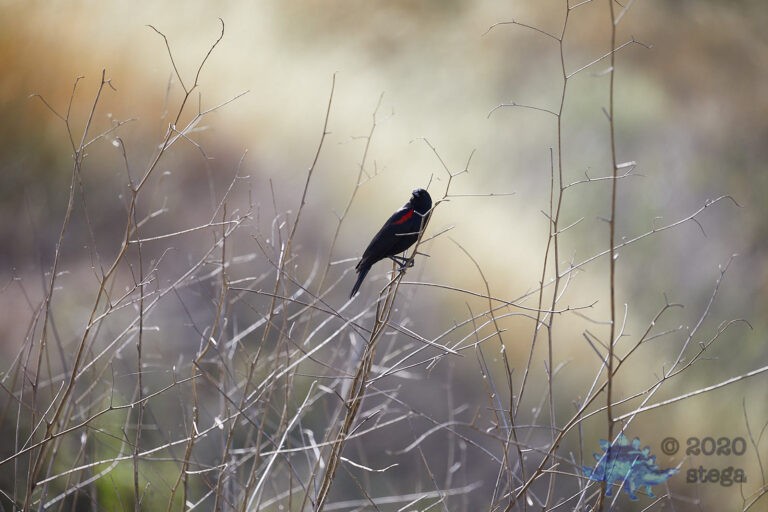 Outside: Red-winged Blackbird