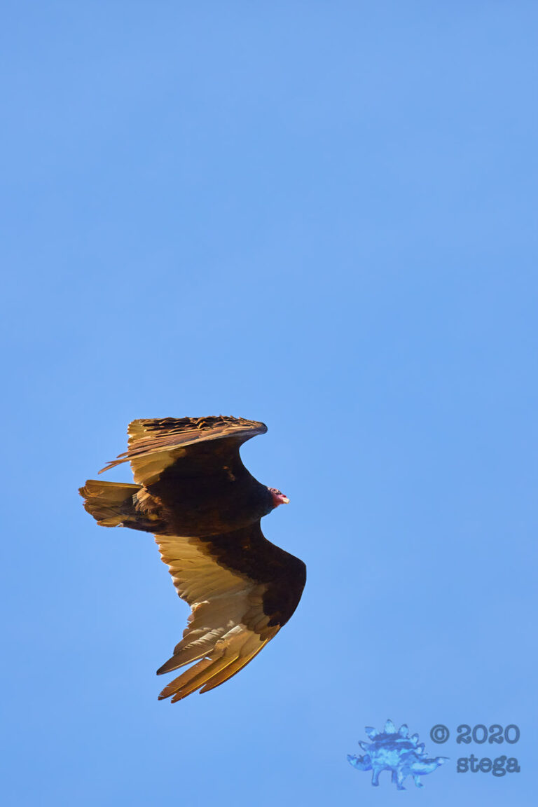 Turkey Vulture