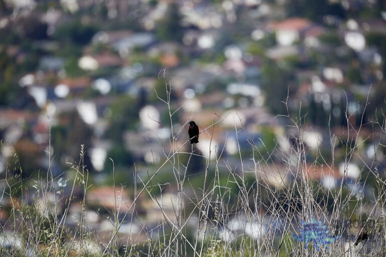 Red-winged Blackbird