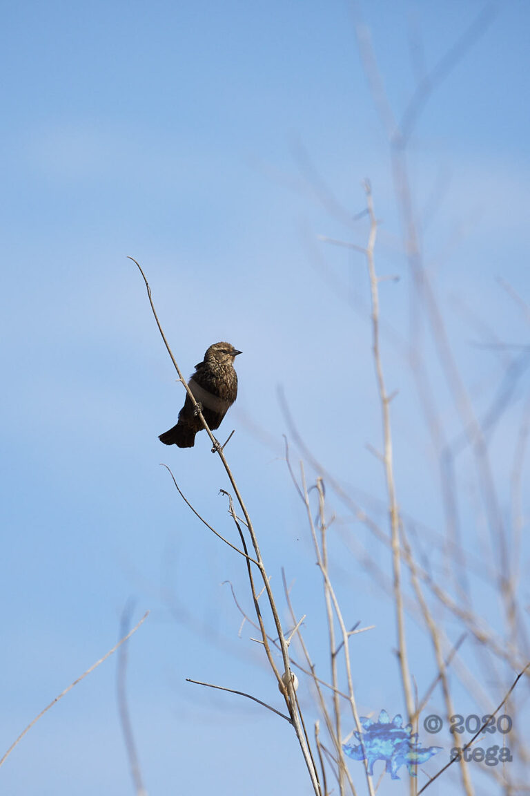 Red-winged Blackbird