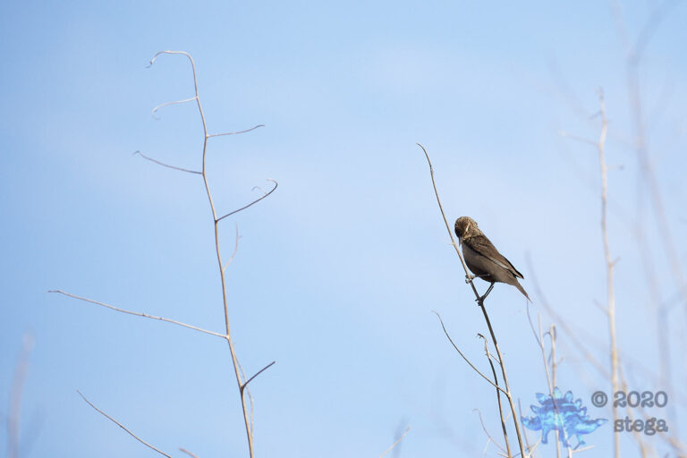 Outside: Red-winged Blackbird