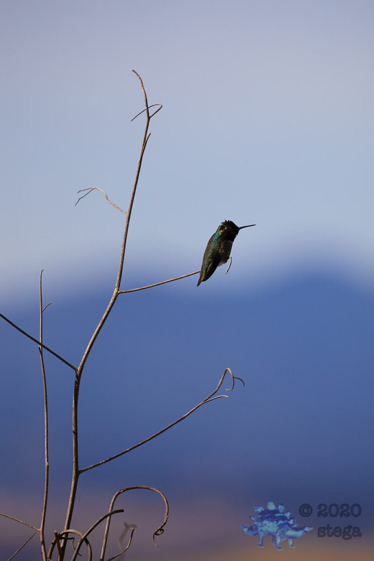 Costa’s Hummingbird