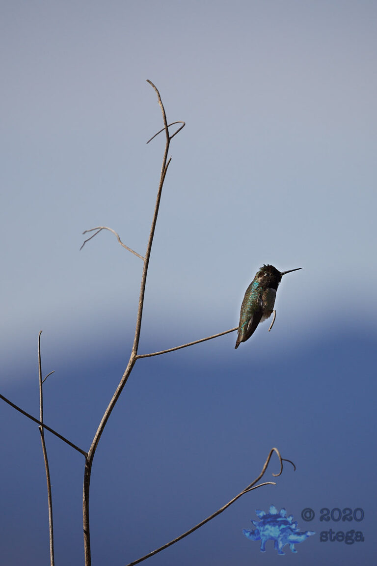 Costa’s Hummingbird