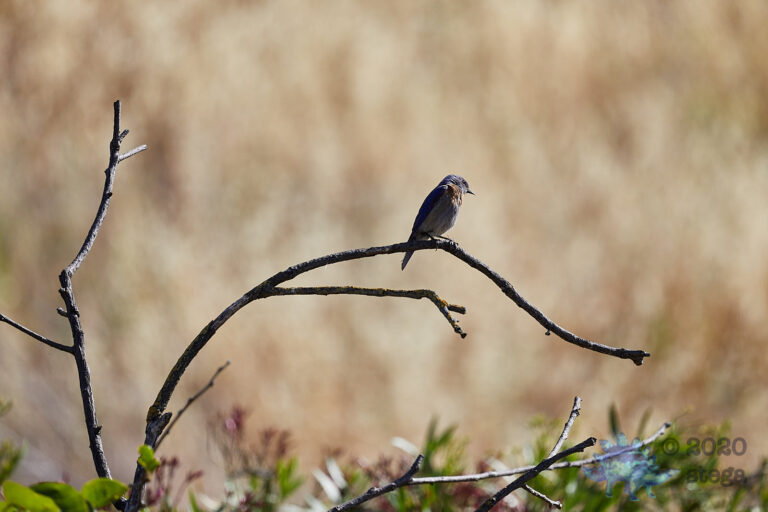 Western Bluebird