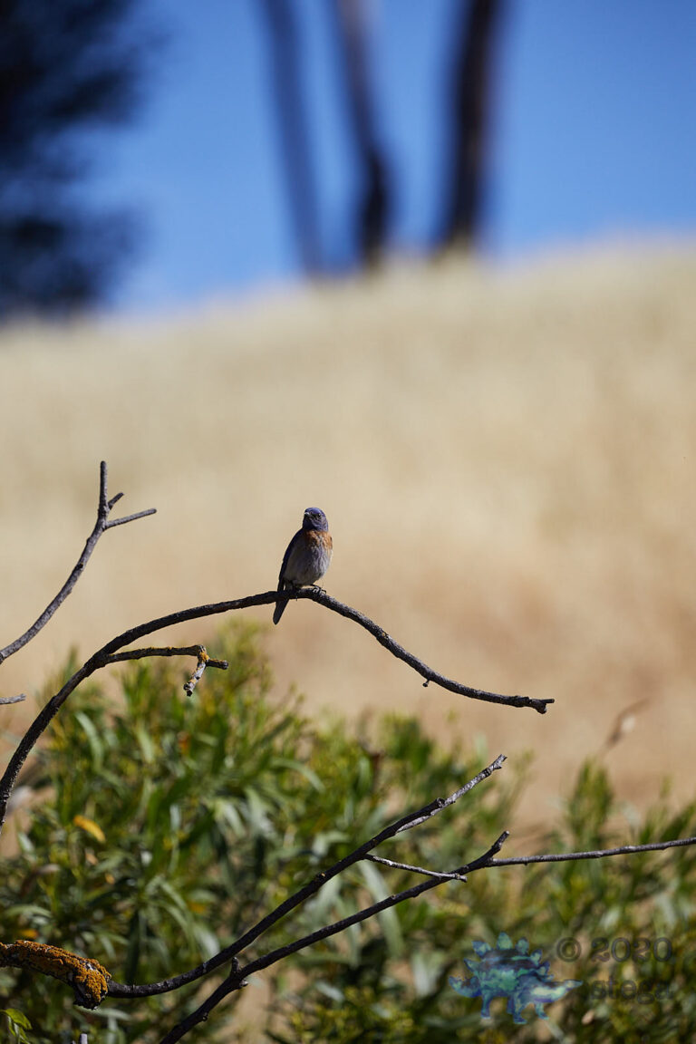 Western Bluebird