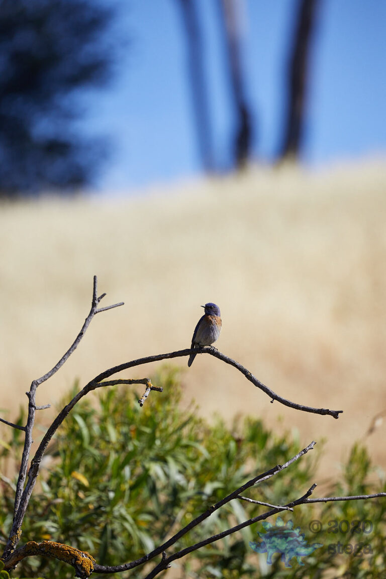 Western Bluebird