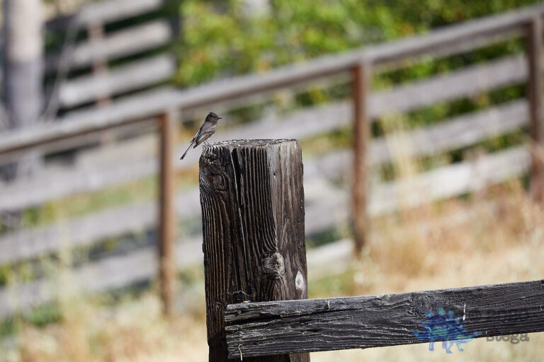Black Phoebe