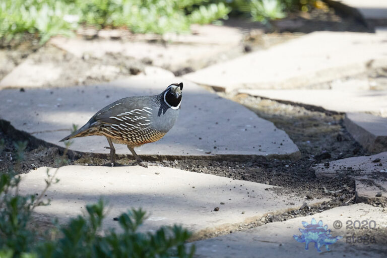 California Quail